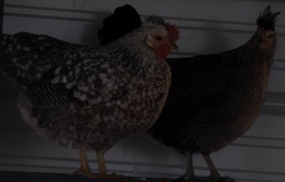 icehenandpullet