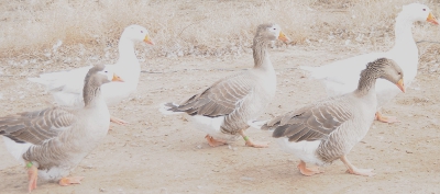 pilgrimgeese